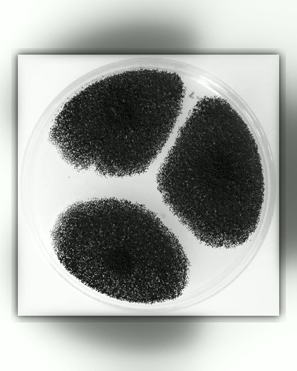 Bloom Compost Culture — Aspergillus spp.